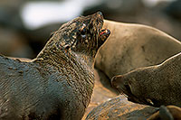 Cape Fur Seal, Cape Cross, Namibia - Otarie du Cap  14675
