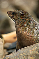 Cape Fur Seal, Cape Cross, Namibia - Otarie du Cap  14676