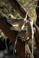 Monkey (Vervet), S. Africa, Kruger NP -  Singe vervet  14949