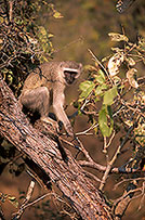 Monkey (Vervet), S. Africa, Kruger NP -  Singe vervet  14961