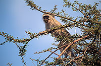 Monkey (Vervet), S. Africa, Kruger NP -  Singe vervet  14963