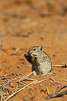 Brant's Whistling Rat, Kalahari, S. Africa - Rat Siffleur de Brandt  14987
