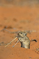 Brant's Whistling Rat, Kalahari, S. Africa - Rat Siffleur de Brandt  14988