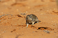 Brant's Whistling Rat, Kalahari, S. Africa - Rat Siffleur de Brandt  14989