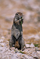 Ground Squirrel, Etosha NP, Namibia - Ecureuil fouisseur du Cap  15046