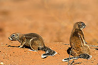 Ground Squirrel, Kalahari-Gemsbok NP, S. Africa - Ecureuil fouisseur du Cap  15055