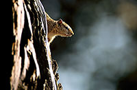Tree Squirrel, Kruger NP, S. Africa -  Ecureuil de Smith (de brousse)  15060
