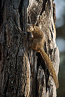 Tree Squirrel, Kruger NP, S. Africa -  Ecureuil de Smith (de brousse)  15062