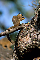 Tree Squirrel, Kruger NP, S. Africa -  Ecureuil de Smith (de brousse)  15063