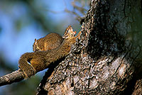 Tree Squirrel, Kruger NP, S. Africa -  Ecureuil de Smith (de brousse)  15065