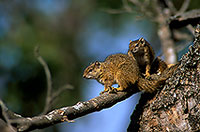 Tree Squirrel, Kruger NP, S. Africa -  Ecureuil de Smith (de brousse)  15067