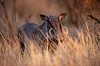 Warthog, Kruger Park, S. Africa -  Phacochère  15087
