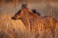 Warthog, Kruger Park, S. Africa -  Phacochère  15089