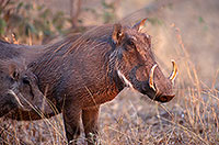 Warthog, Kruger Park, S. Africa -  Phacochère  15094