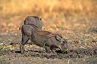 Warthog, Botswana, Moremi reserve -  Phacochère  15096