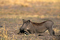 Warthog, Botswana, Moremi reserve -  Phacochère  15097