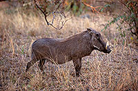 Warthog, Kruger Park, S. Africa -  Phacochère  15101