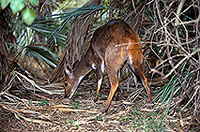 Bushbuck, Kruger NP, S. Africa -  Guib harnaché 14485