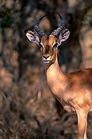 Impala, S. Africa, Kruger NP -  Impala  14800