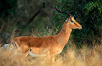 Impala, S. Africa, Kruger NP -  Impala  14802