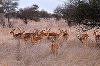 Impalas, S. Africa, Kruger NP -  Impalas  14809