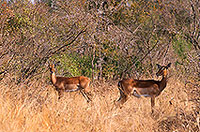 Impalas, S. Africa, Kruger NP -  Impalas  14816