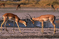Impalas, Moremi reserve, Botswana - Impala  14817