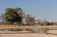 Impalas, Moremi reserve, Botswana - Impala  14822