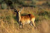 Lechwe, Moremi reserve, Botswana - Cobe lechwe  14868