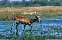Lechwe, Moremi reserve, Botswana - Cobe lechwe  14870