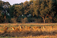 Lechwe, Moremi reserve, Botswana - Cobe lechwe  14874