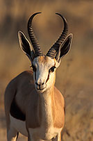 Springbok, Etosha NP, Namibia -  Springbok  15027