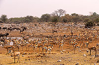 Springbok herds, Etosha NP, Namibia -  Springbok, troupeaux  15034