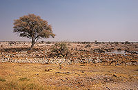 Springbok herds, Etosha NP, Namibia -  Springbok, troupeaux  15036