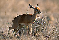 Steenbok, Kruger NP, S. Africa - Raphicère  15070
