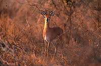 Steenbok, Kruger NP, S. Africa - Raphicère  15072