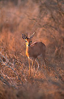 Steenbok, Kruger NP, S. Africa - Raphicère  15073