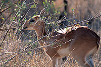 Steenbok, Kruger NP, S. Africa - Raphicère femelle 15077