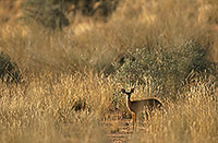 Steenbok, Kruger NP, S. Africa - Raphicère femelle 15080