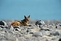 Jackal (Black-backed), Cape Cross, Namibia  - Chacal à chabraque  14837