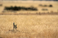 Meerkats, Namib-Naukluft NP, Namibia  -  Suricates, Namibie    14916