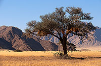 Meerkats, Namib-Naukluft NP, Namibia  -  Suricates, Namibie    14918