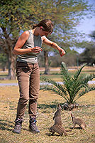 Mongoose (Banded), Etosha NP, Namibia - Mangue rayée 14921