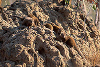 Mongoose (Dwarf), Etosha NP, Namibia - Mangoustes naines 14923