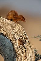 Mongoose (Slender), Etosha NP, Namibia -  Mangouste rouge  14925