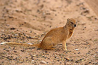 Mongoose (Yellow), Etosha NP, Namibia -  Mangouste fauve 14939