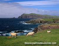 Sybil Head, Dingle peninsula, Ireland - Sybil Head, Dingle, Irlande  15441