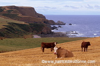Cows, Aberdour bay, Aberdeenshire, Scotland -   Ecosse - 16037