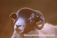 Scottish Blackface ram, Scotland -  Bélier, Ecosse - 16270