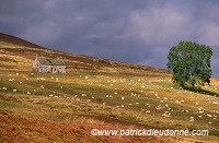 Winding road, Perthshire, Scotland - Ecosse - 16025
